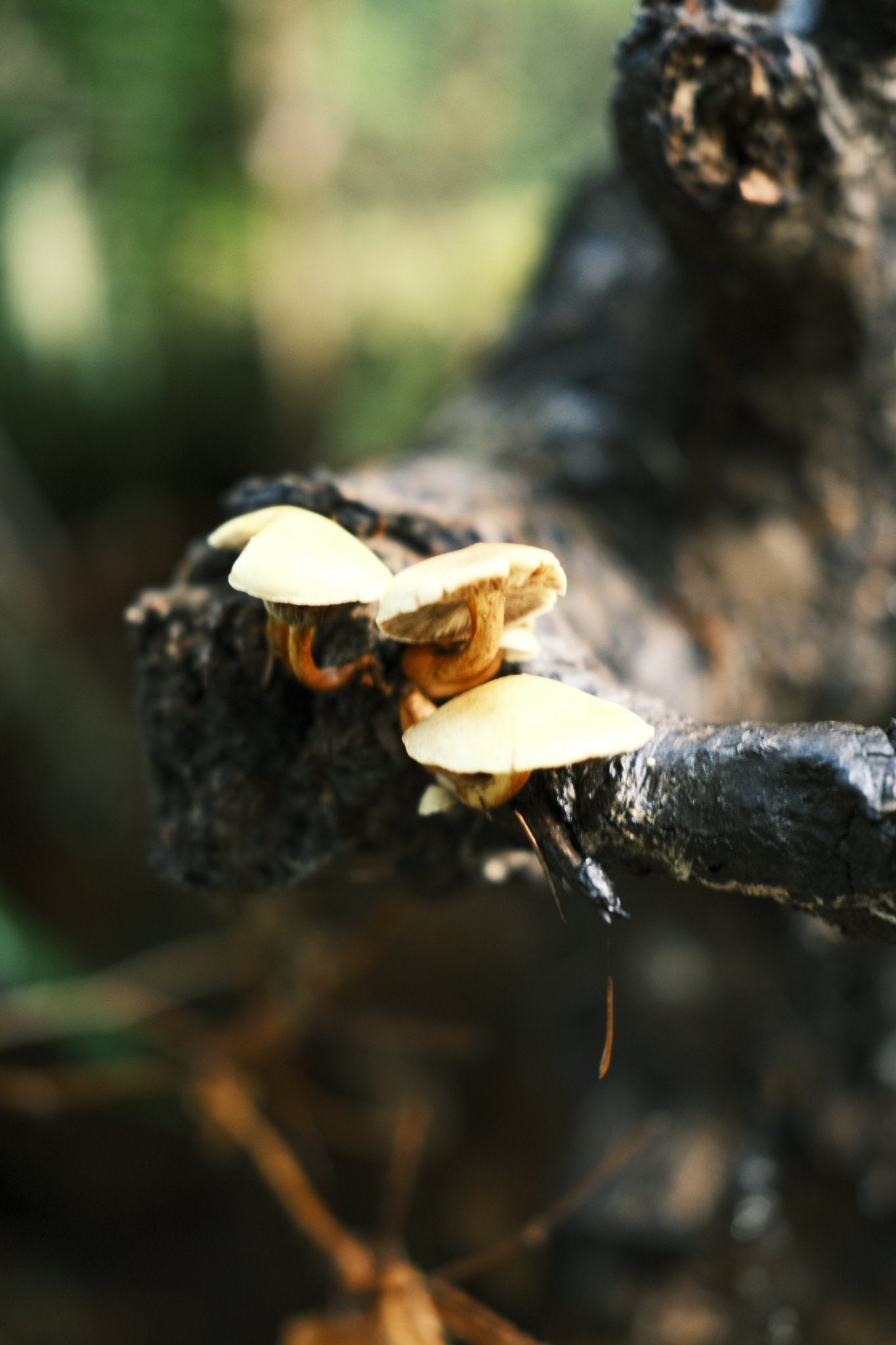 Unlock the Power of Lion’s Mane, Red Reishi & Scarlet Cordyceps