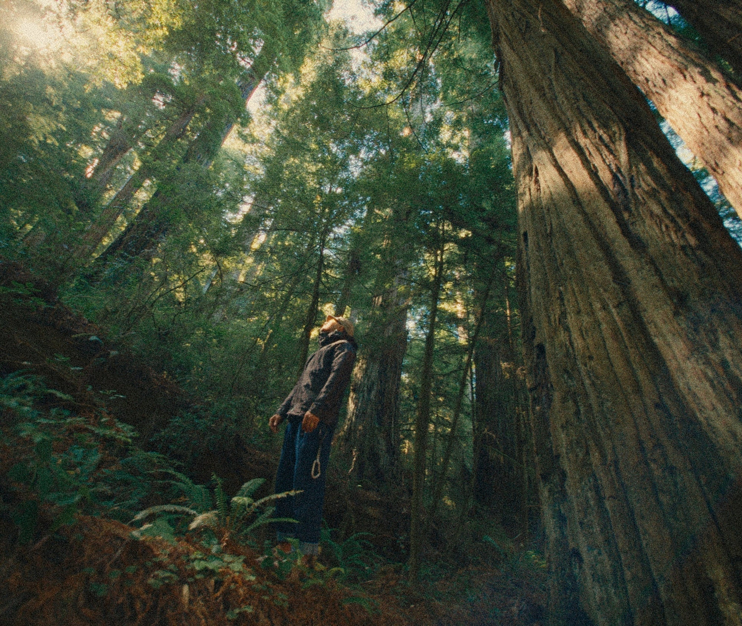 Go State + Deer Antler: The Ultimate Vitality Tonic