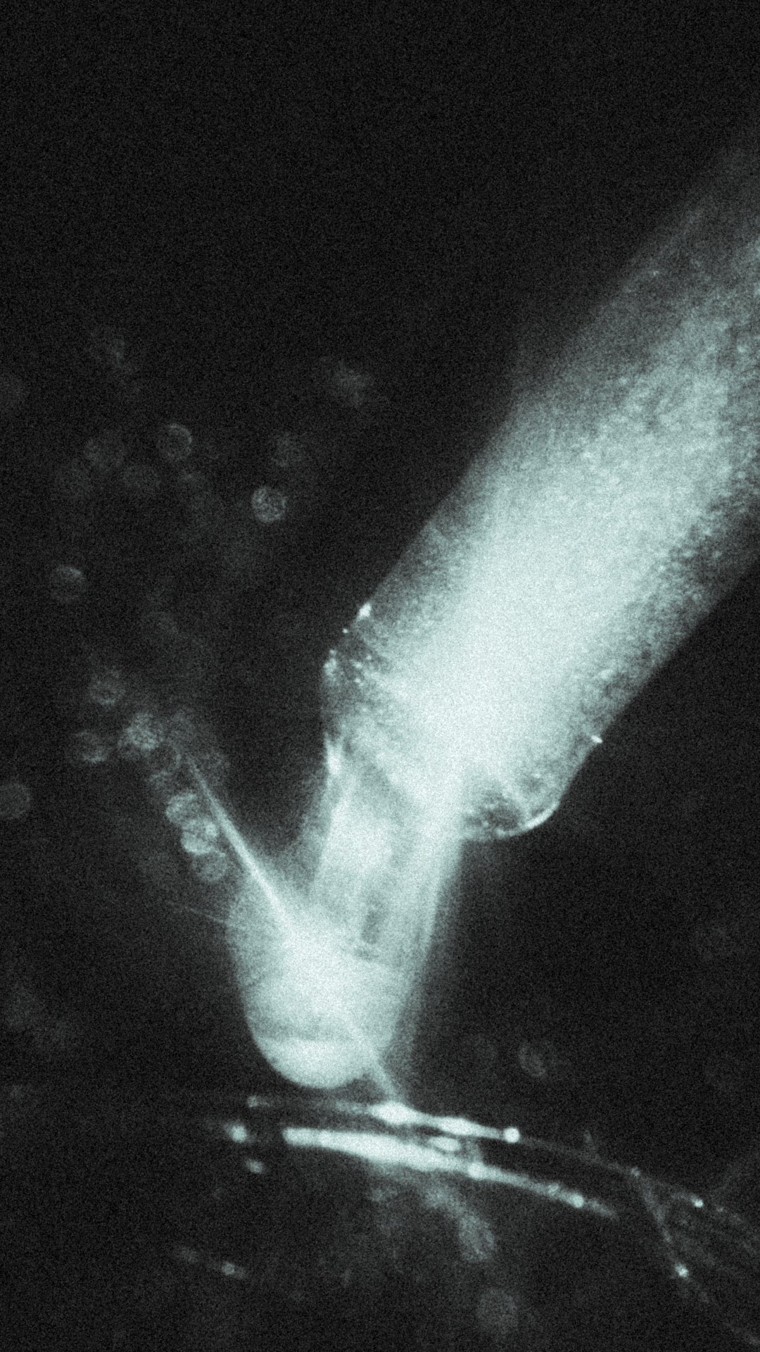 INTRODUCING OUR NEW HERBAL SPAGYRIC DROPS